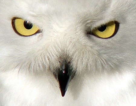 Snow Owl