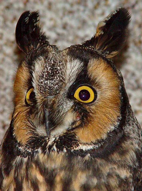 Long Ear Owl