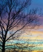 sycamore sunset s...