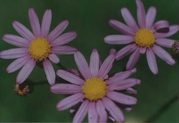 Triplets of spring