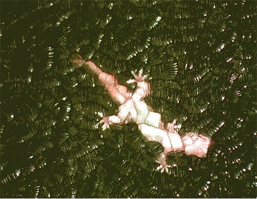 Lizard on a basement window