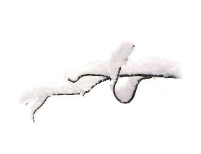 Snow on Twig