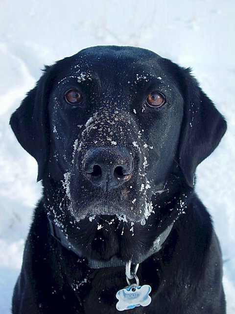 Snowface Booty