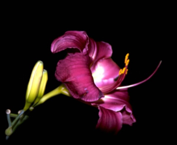 Flower Portrait