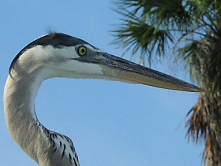 Great Blue Heron