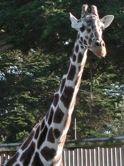 Giraffe @ San Francisco Zoo