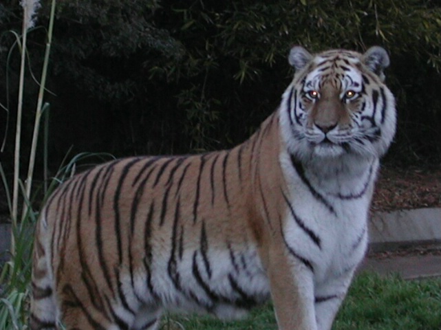 Siberian Tiger  "Elegant Beast"