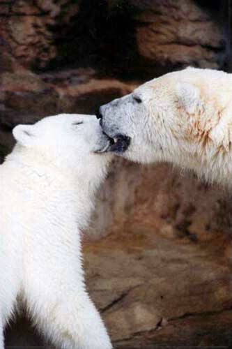 Kissing bears