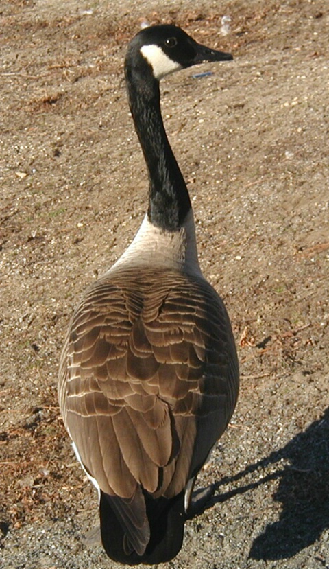Long necked Canadian goose