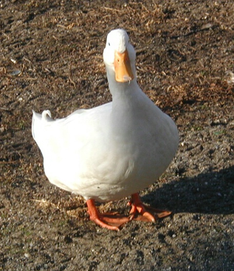 Original Long Island Duck