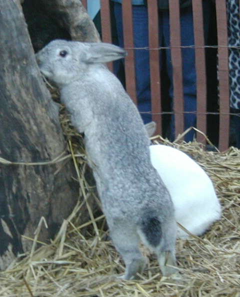 Gray Rabbit looking for groundhog Malverne Mel