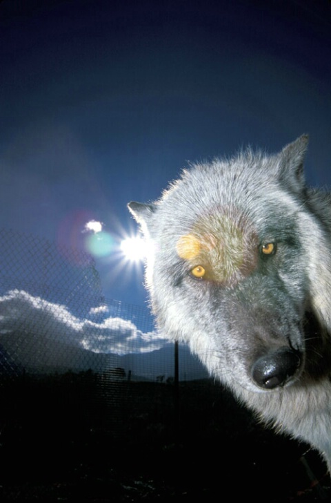 Wolf Eyes