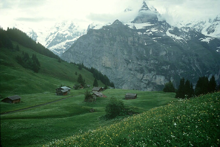 Swiss meadow, near Murren