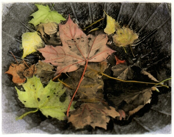 Leaves in the Birdbath