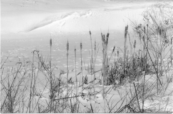 Snowscape with Cattails