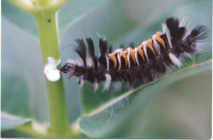 Caterpillar of the Milkweed Tiger Moth