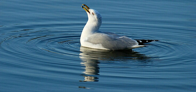 Shorebird on Lake