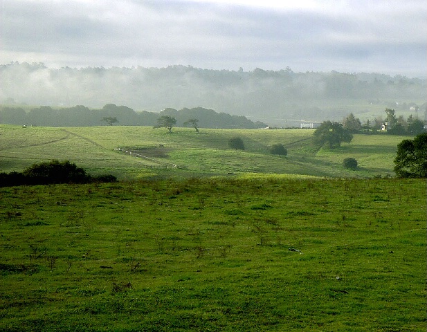 Country Mist
