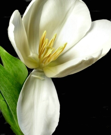A White Tulip