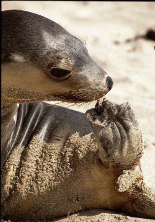 Baby sea lion