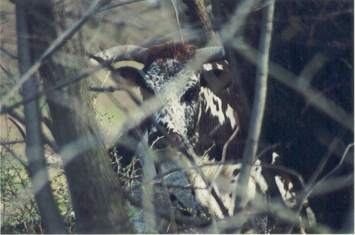 Eyes of the Forest