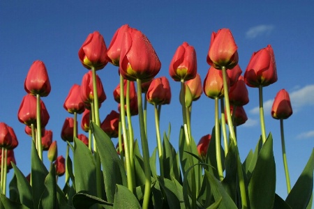 Tulips from Below