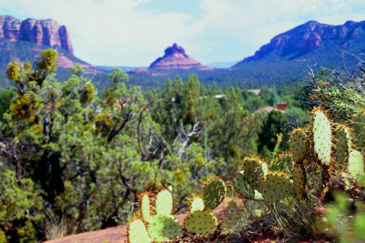 Sedona Cactus