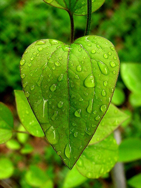 green heart