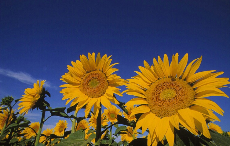 Sunflowers