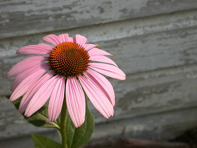 Coneflower