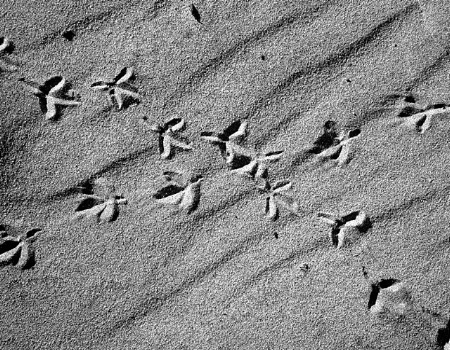 Bird Tracks in the Sand
