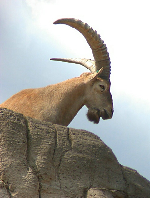 Big Horn