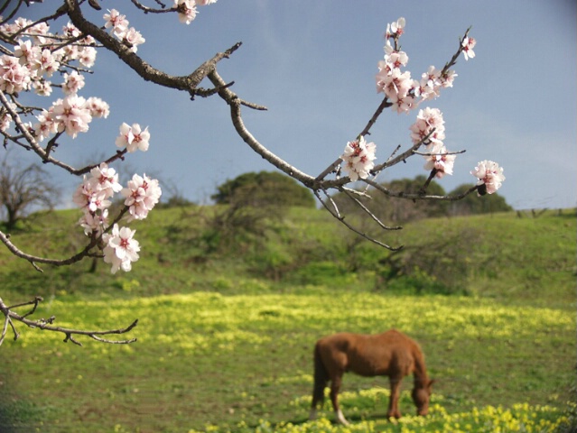 Flowers and  horse