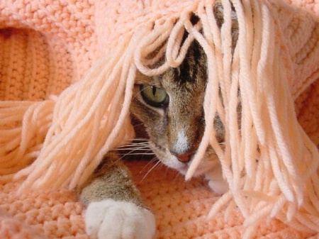 Undercover Kitty
