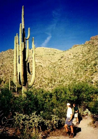 Ventana Canyon Sentry