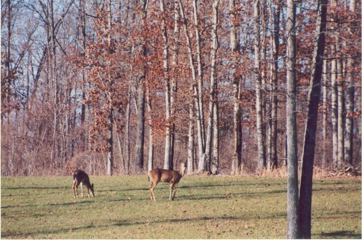 Deer Grazing Peacefully