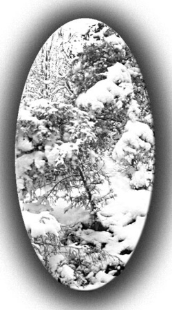 Snow In NW AR Feb. 2002
