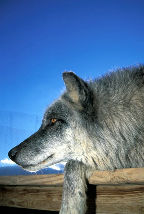 Profile of a Wolf