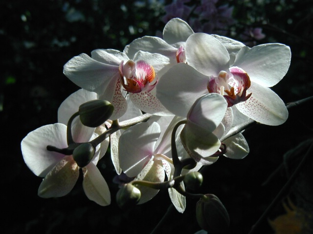 Orchids and Light