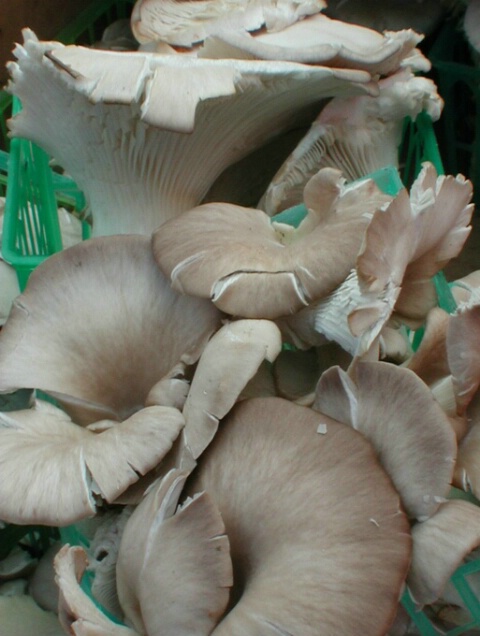 Mushrooms for Sale