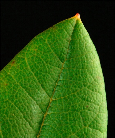 Rhododendron leaf - Line
