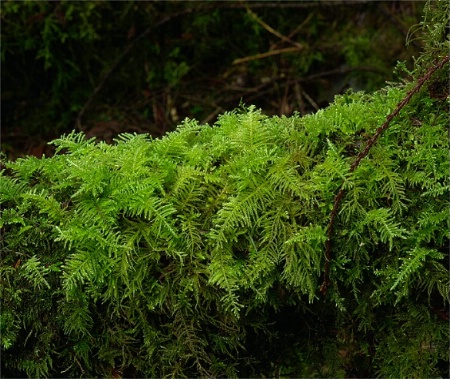Moss - Texture