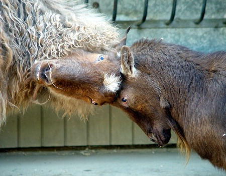 Head Butting