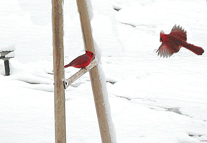 2 cardinals