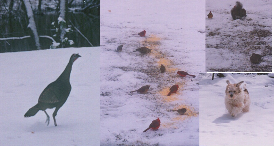 winter bird collage
