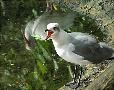 Gull With Ibis Reflection