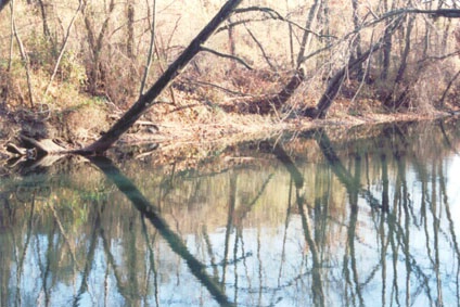 Stony Brook Reflections #4
