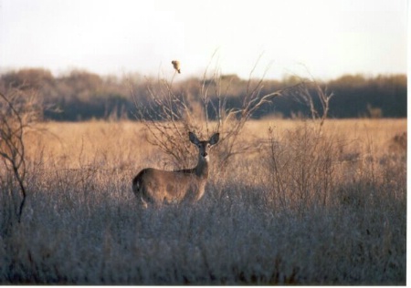 Bird & Deer In Field