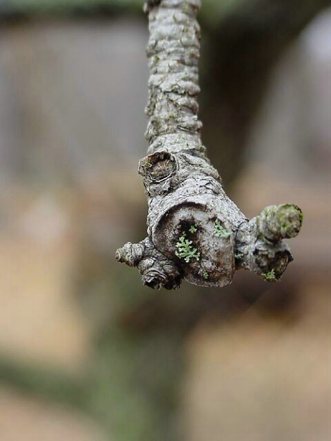 lichen on branch end