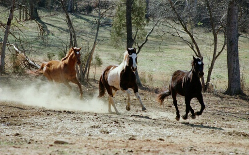 3 horses running
